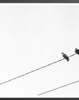 two birds on a wire