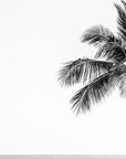 black and white palm 1