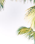 Tropical