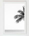 black and white palm 1