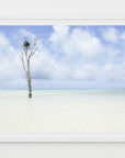 Lone Tree