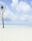 This image presents a captivating scene from Harbour Island, Bahamas, featuring a striking lone tree standing on a.