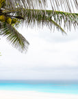 Palm tree with coconuts on a tropical beach with white sands and turquoise waters