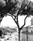 A black and white photograph of a tree with a view of ancient Roman architecture in the background, including a cathedral and the Colosseum.