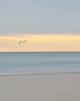 dusk flight - Cape Cod beach photograph by Sarah Dasco