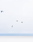 This image presents a serene and captivating view of "gulls in flight," set against the tranquil waters of Cape Cod.
