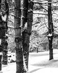 winter trees - Woodstock, VT Black and White Photograph