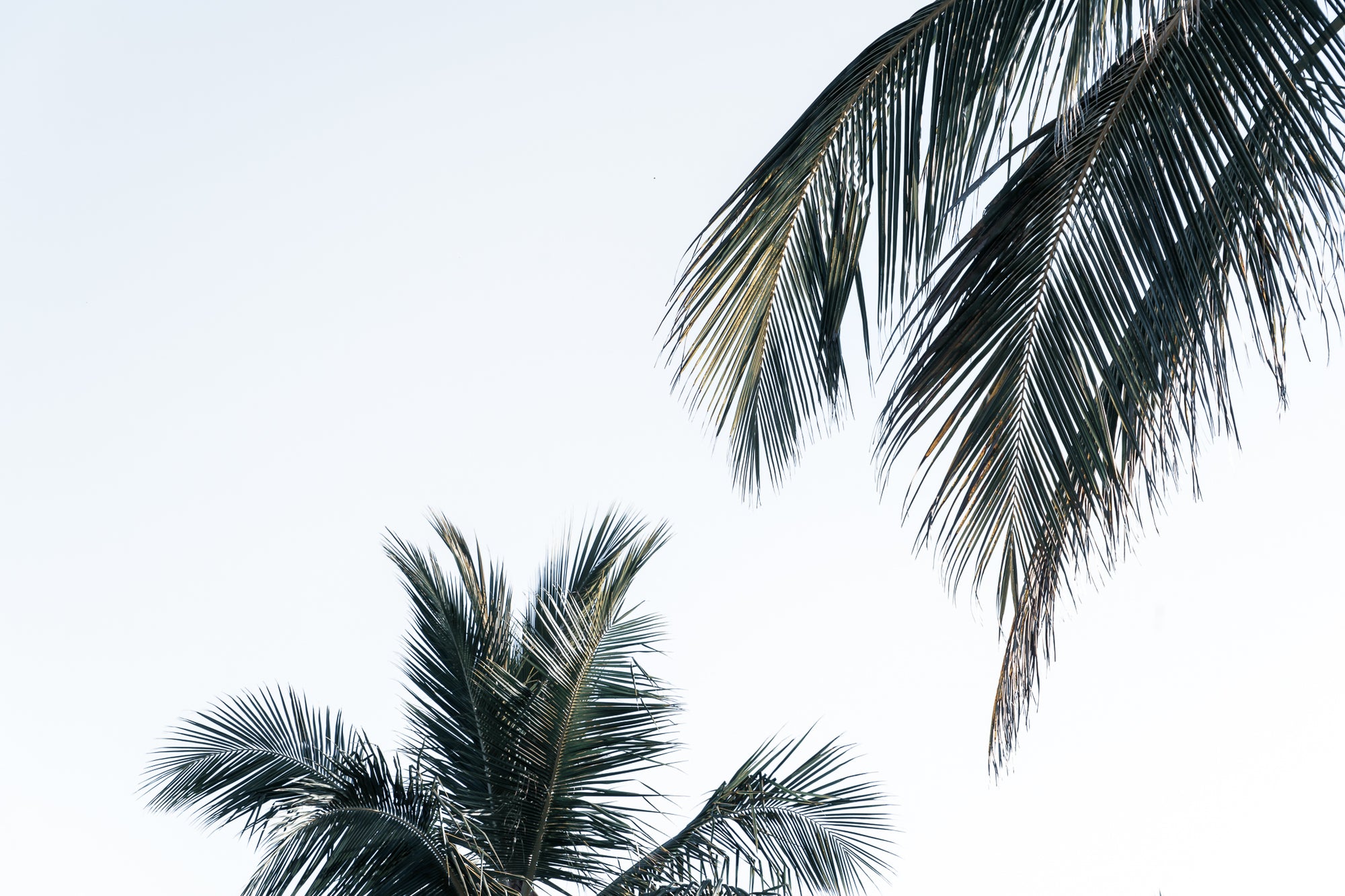 Two Palms