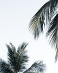 Two Palms