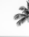 black and white palm 1
