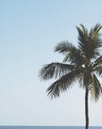 Palm tree against a clear blue sky with ocean in the background