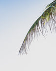 Fine art photograph titled "One Palm" captured at Harbour Island, Bahamas by Sarah Dasco Photography.