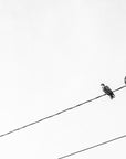 two birds on a wire