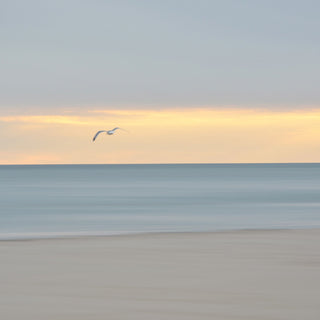 dusk flight - Cape Cod beach photograph by Sarah Dasco