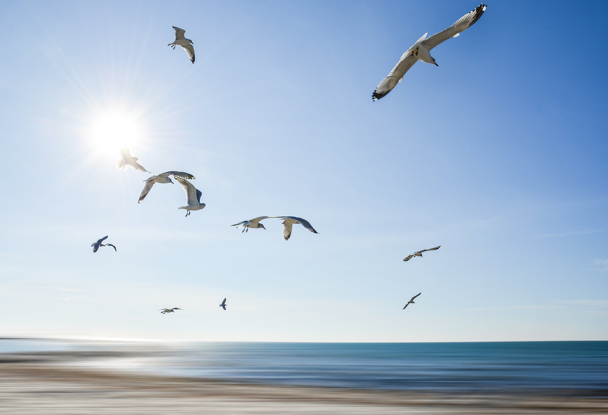 Seagulls flying over a beach with a clear blue sky