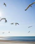 Seagulls flying over a beach with a clear blue sky