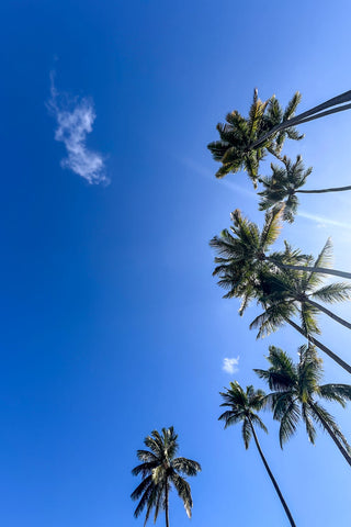Palms, blue skies and palm trees in Florida, photograph by Sarah Dasco