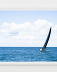 Sailing the Vineyard