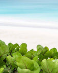 Green tropical succulent  leaves in front of a pink sandy beach with turquoise waters