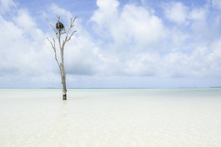 lone tree, harbour island photograph, bahamas