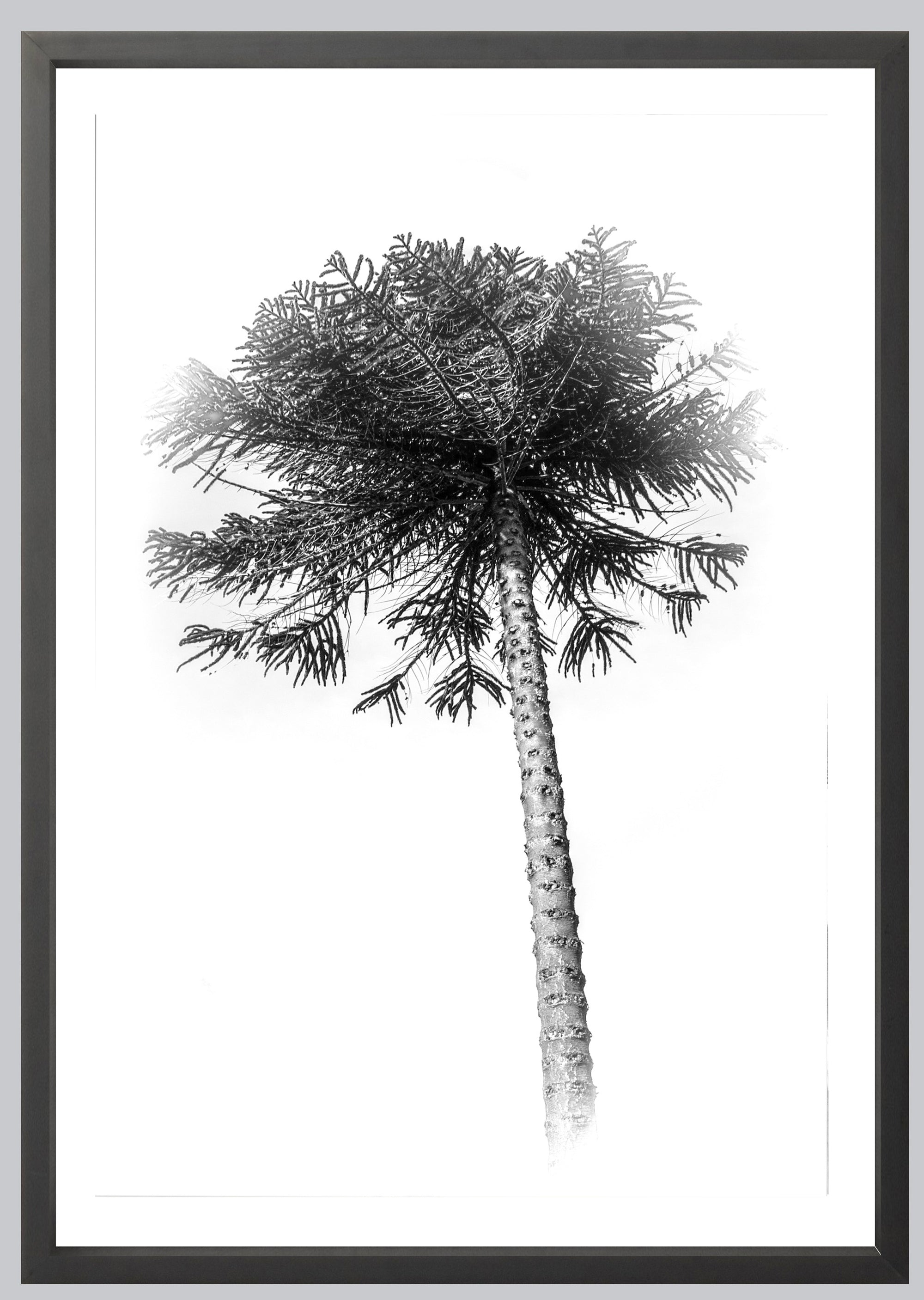 black and white palm 2