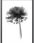 black and white palm 2