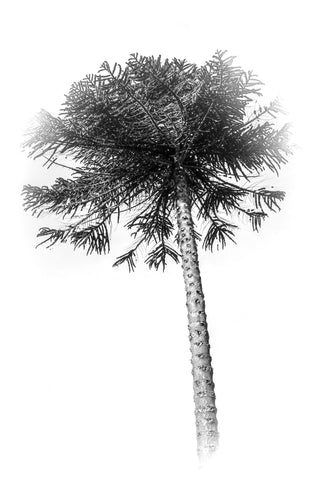 palm tree photograph by Sarah Dasco