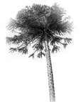 palm tree photograph by Sarah Dasco