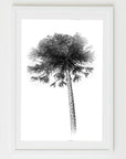 black and white palm 2