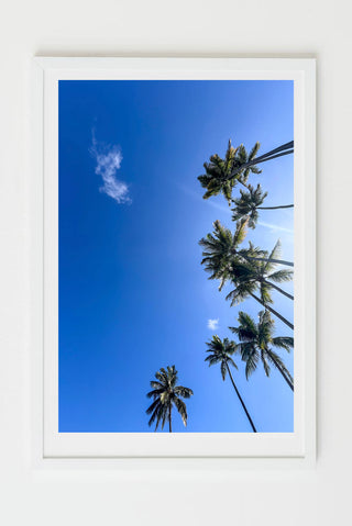 Palms, blue skies and palm trees in Florida, photograph by Sarah Dasco