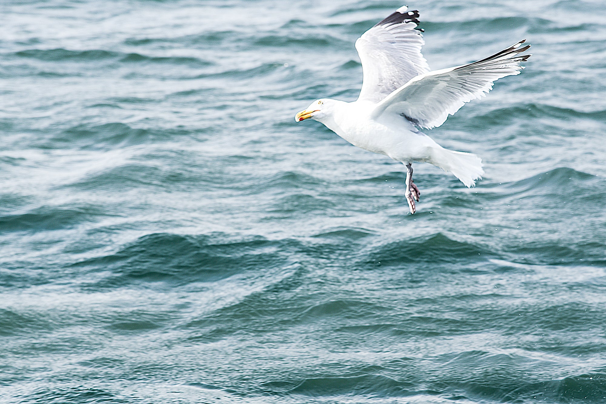 Seagull flying over choppy ocean waters
