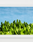 tropical lush - beach photograph of Bahamas