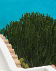 green cactus, turquoise waters - Amalfi- Concha de Marini, Italygreen cactus, turquoise waters - Amalfi- Concha de Marini, Italy