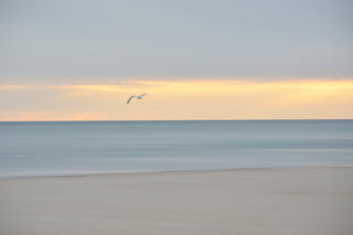 dusk flight - Cape Cod beach photograph by Sarah Dasco
