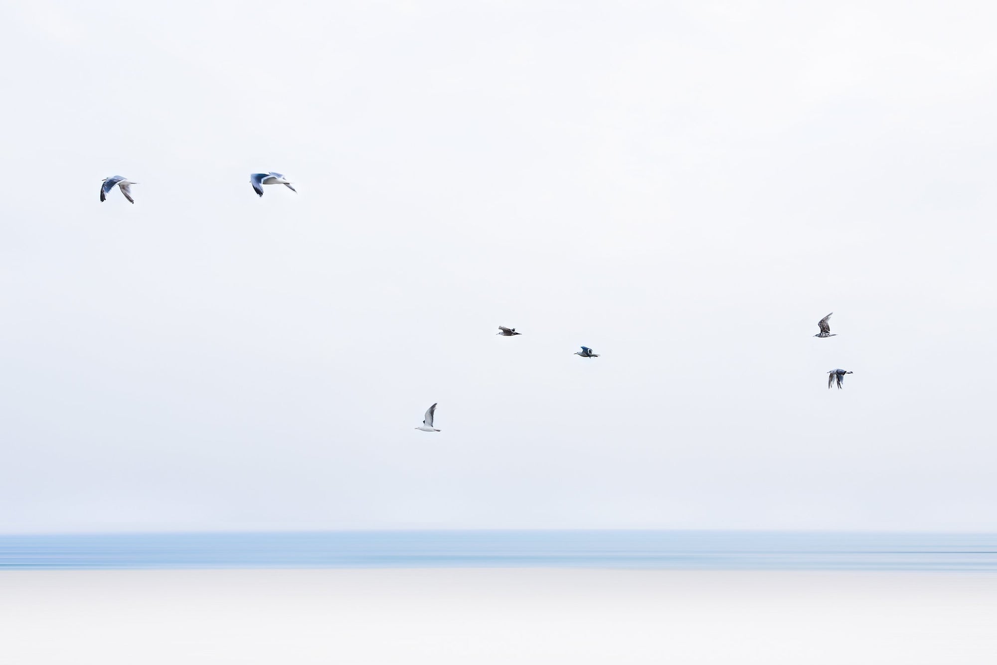 This image presents a serene and captivating view of "gulls in flight," set against the tranquil waters of Cape Cod. The artwork captures a moment of six gulls gliding effortlessly above the ocean, their silhouettes small yet distinct against the expansive blue sky.