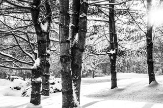 winter trees - Woodstock, VT Black and White Photograph
