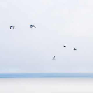 gulls in flight - Cape Cod photograph by Sarah Dasco