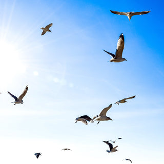 gulls on the go - nautical Cape Cod Photograph