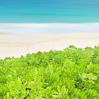 colors of paradise - Bahamas beach photograph by Sarah Dasco