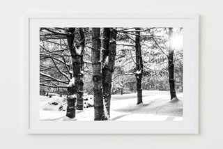 winter trees - Woodstock, VT Black and White Photograph